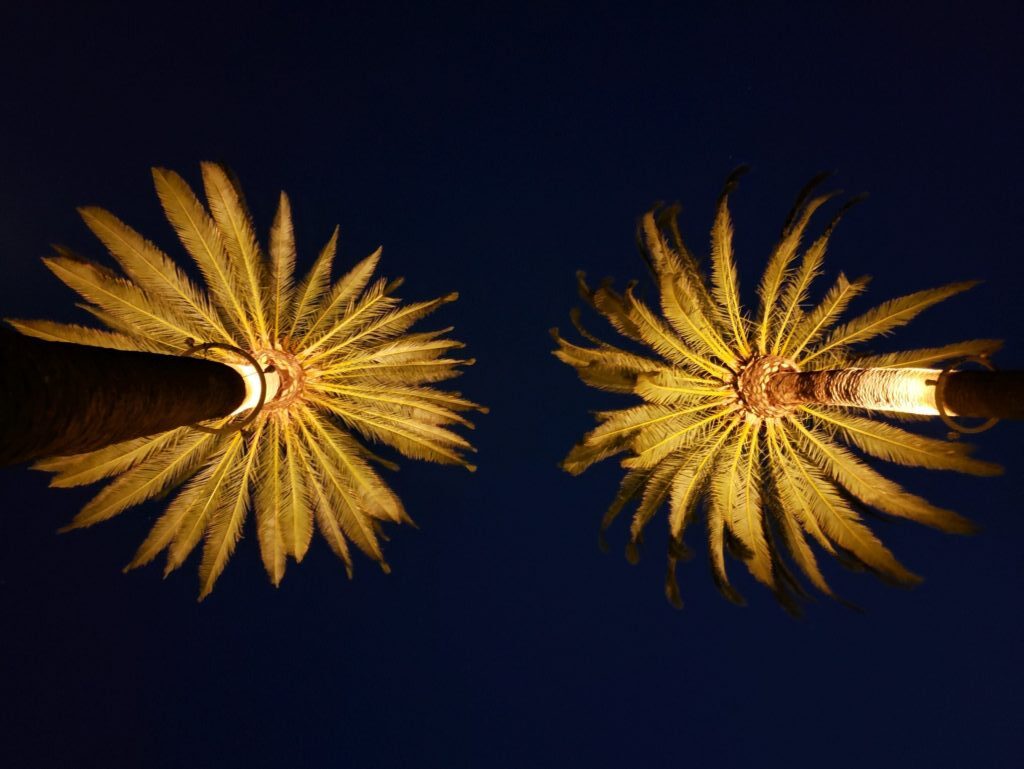 palm tree lighting rings
